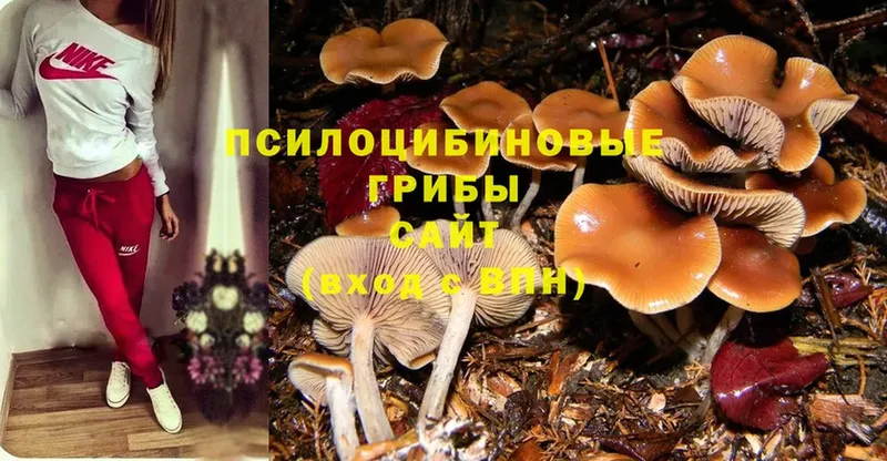 закладка  Островной  Галлюциногенные грибы Magic Shrooms 